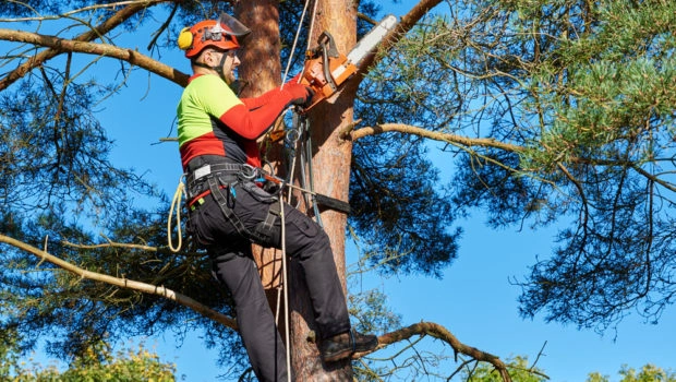 Emergency Tree Surgeon