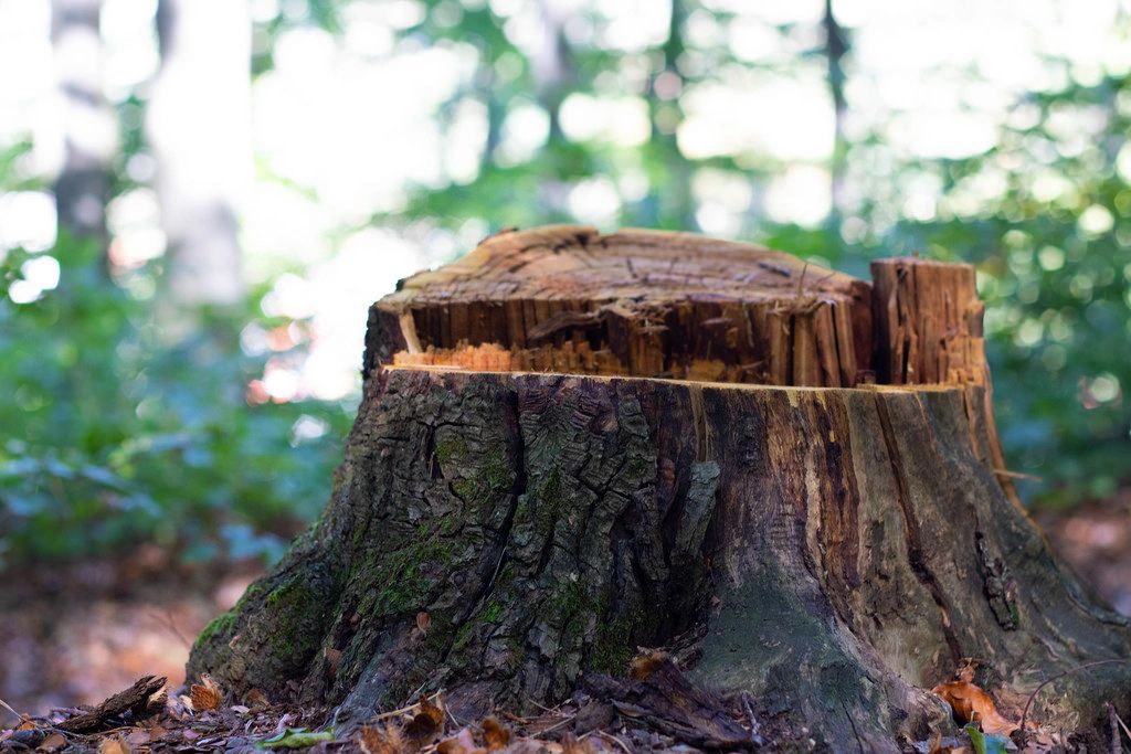 Stump Removal