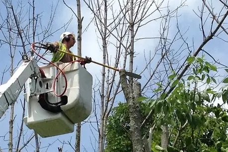 Tree Pruning