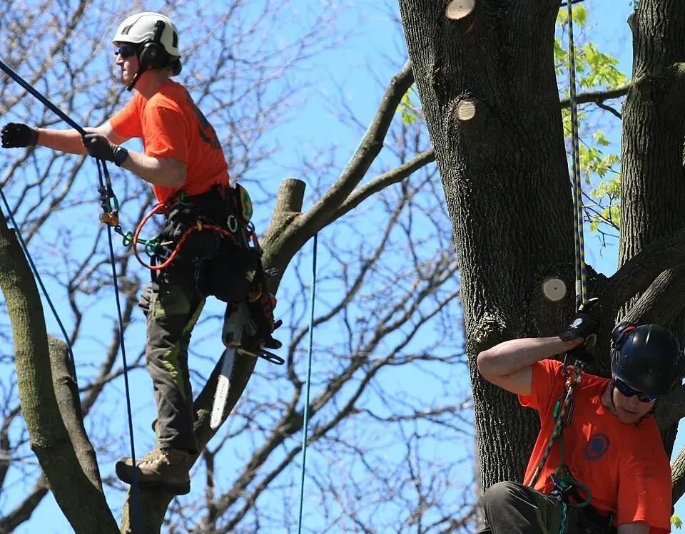 Tree Surgeon