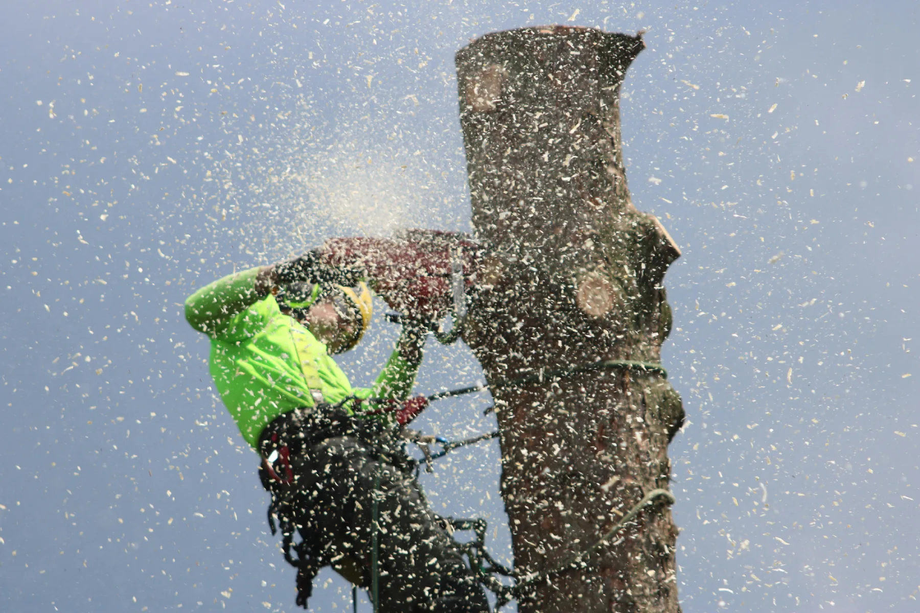 Tree surgeon cutting branches