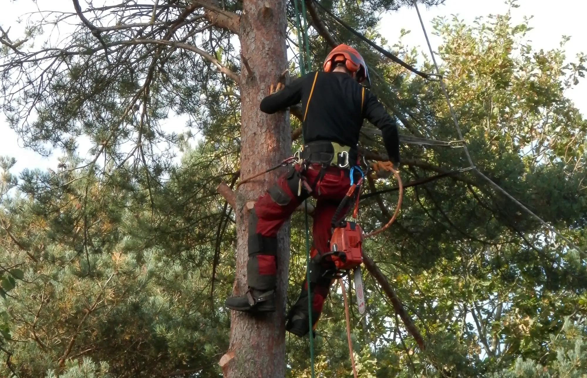 Tree surgeon cutting branches